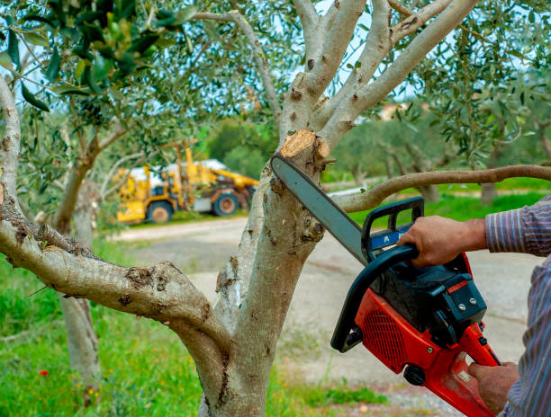 Best Stump Grinding Near Me  in Middleport, NY